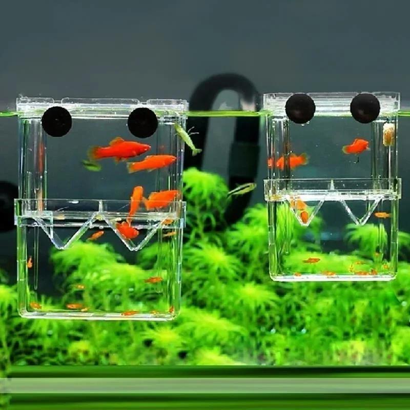 Kotak Isolasi Pembiakan Jernih - Pet Supplies Fish ulasan dan harga