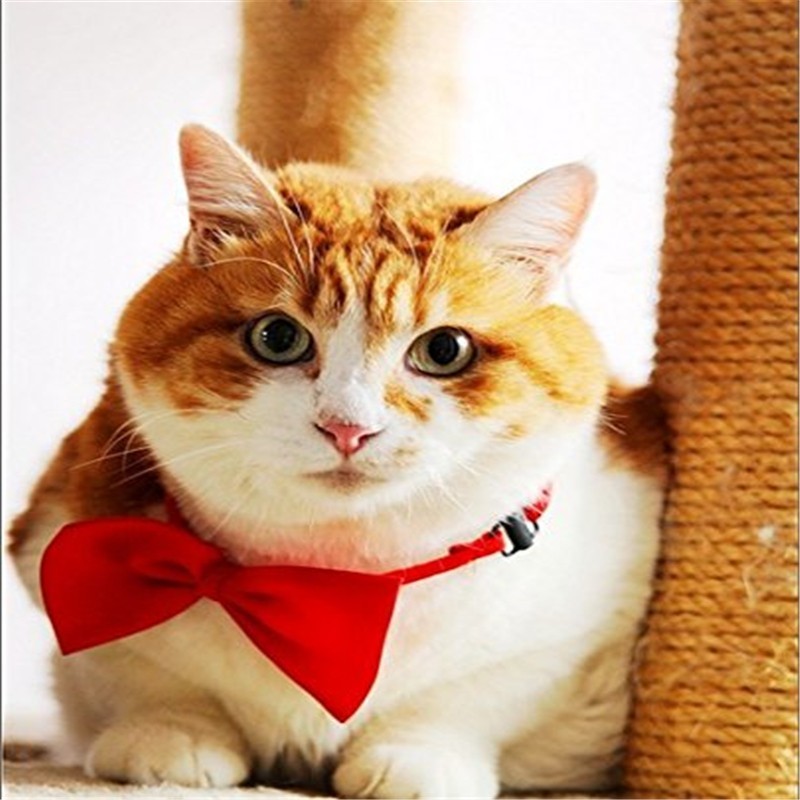 400 buah/lot anjing kucing dap - Pet Supplies Wholesale ulasan dan harga