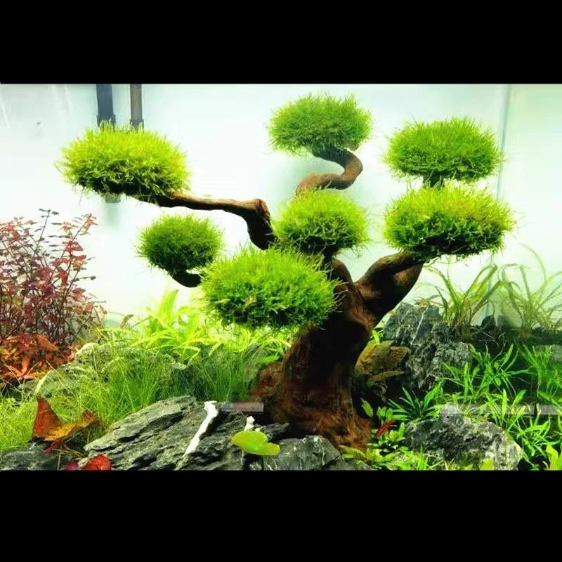 Akuarium Driftwood lansekap de - Pet Supplies Fish ulasan dan harga