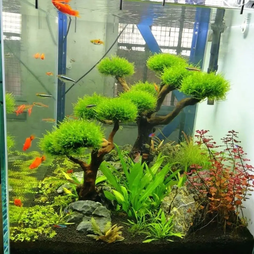 Akuarium Driftwood lansekap de - Pet Supplies Fish ulasan dan harga